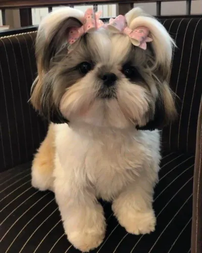 Filhote shih tzu, Seus dias de tédio acabaram!