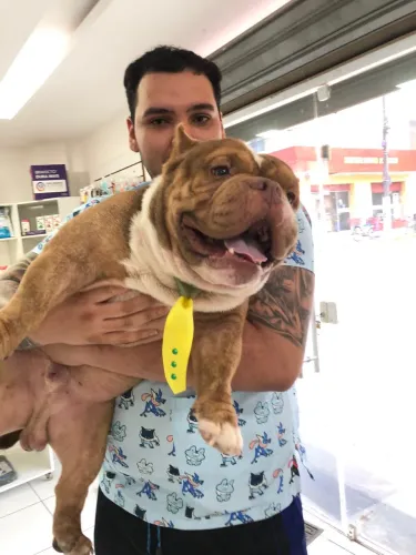 american bully