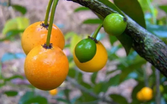 Pé de Bacupari Bicudo com 2,39m de altura