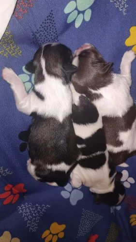 Pets