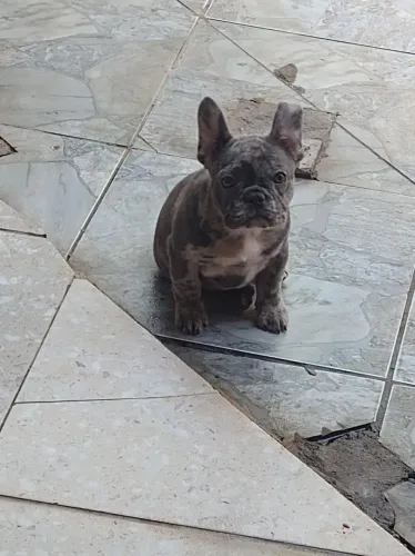 Buldogue francês 