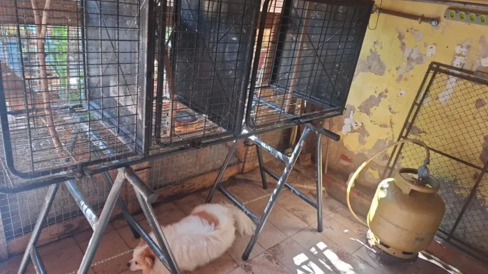 Vende-se gaiola pra pets valor 700 cada