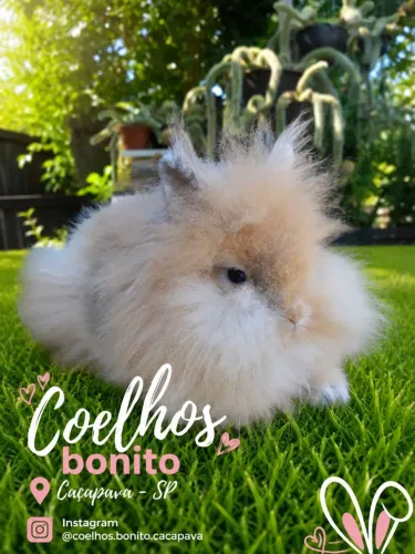 Coelho lion head peludinhos 