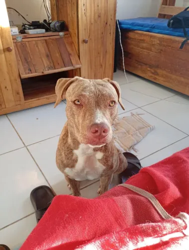 Passeio com cachorros