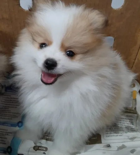 Spitz alemão anao lulu