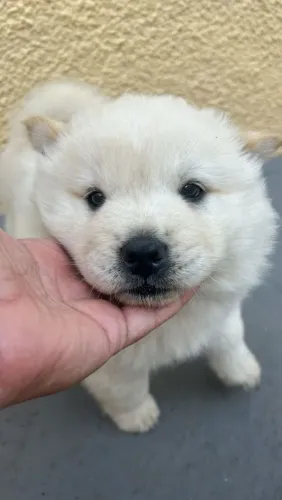 Filhote Chow-chow, Pequenos anjos peludos esperando por um lar cheio de carinho!