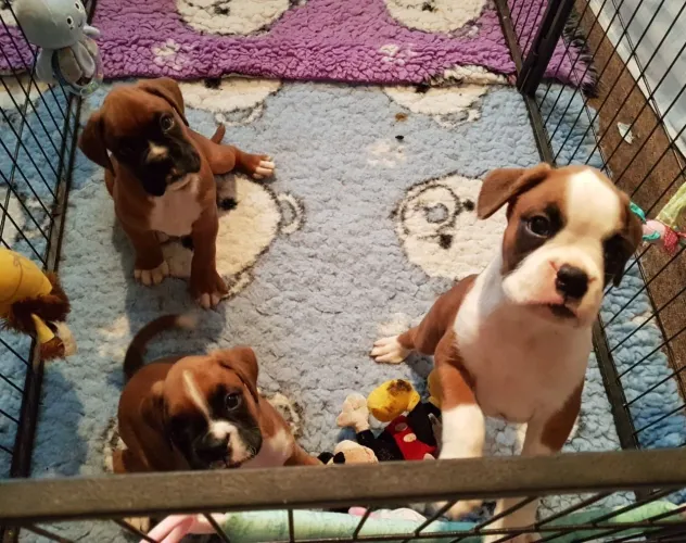 BOXER O melhor momento para levar seu filhote é hoje