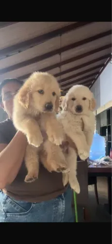 Cachorro