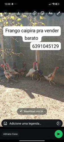 Frango caipira 