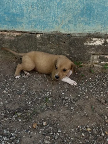 Adoção de filhote