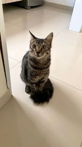 Gatinho com 7 meses para adoção repsonsável e com muito amor!