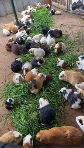 Porquinho da india