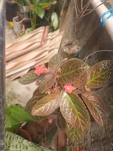 Tapete-de-rainha plantas e mudas