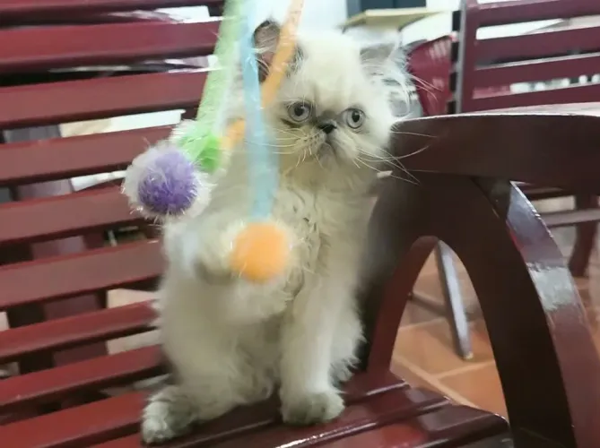 Persa Himalaio filhote, blue point disponível 