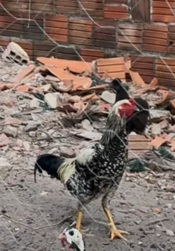 Galos ? mestiço 