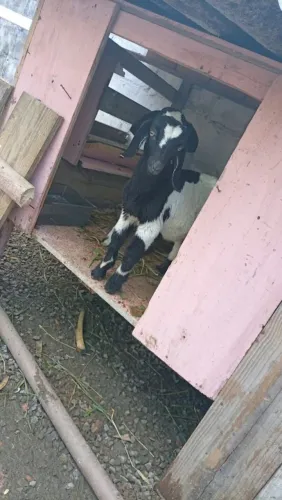 Mini cabrita