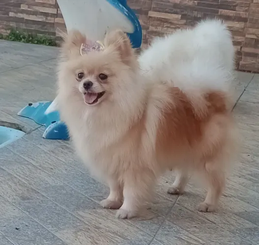 Spitz Alemão Anã fêmea, com 90 dias, entregamos. Em 10x no cartão.