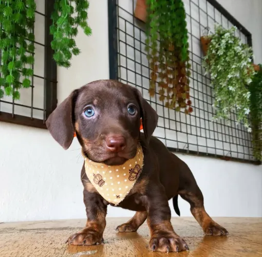 Basset macho chocolate