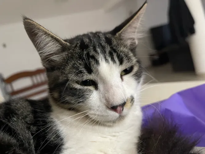 Doação de gatinho lindo