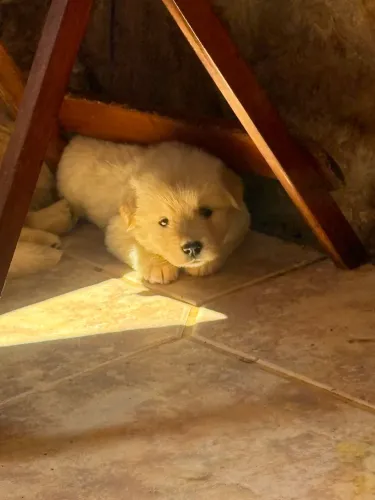Filhotes de Golden 