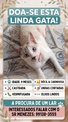 Doa-se gata castrada