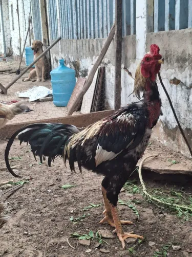 GALOS ÍNDIO GIGANTE MESTIÇO 