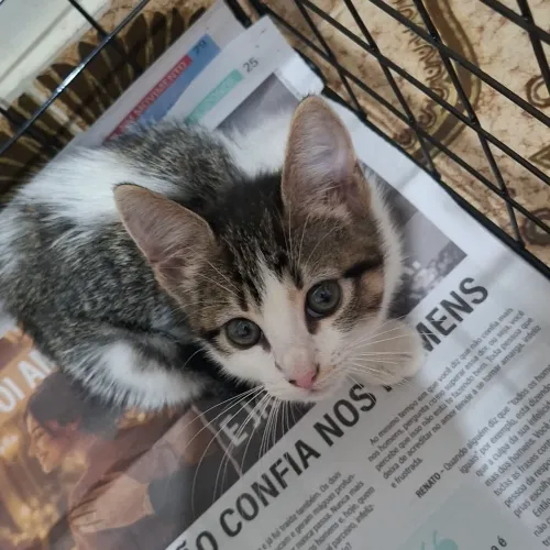 Doação de gatas