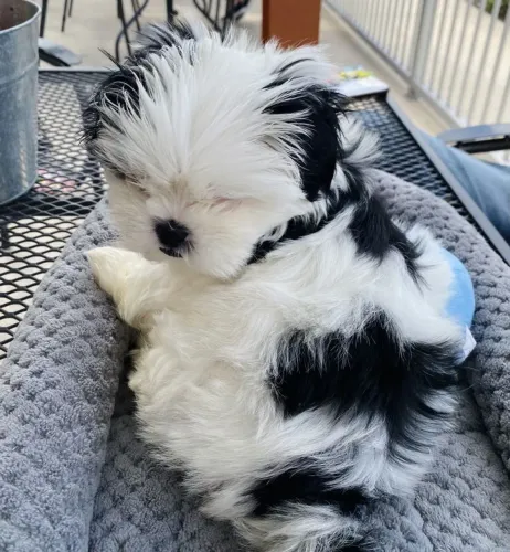 Shih Tzu O reforço que toda família merece