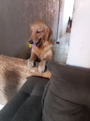 Procuro namorado 