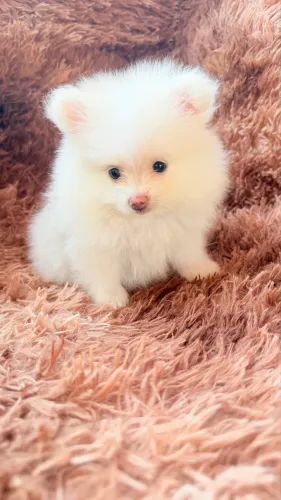 Spitz Alemão anazinho