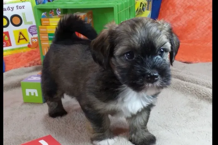 poodle x york filhotes lindos e pequenos 