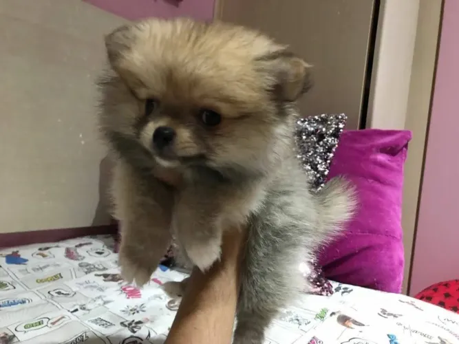 Belo e fofinhos Lulu
