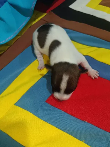 Pincher Miniatura Recém Nascidos