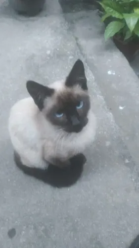 Gato