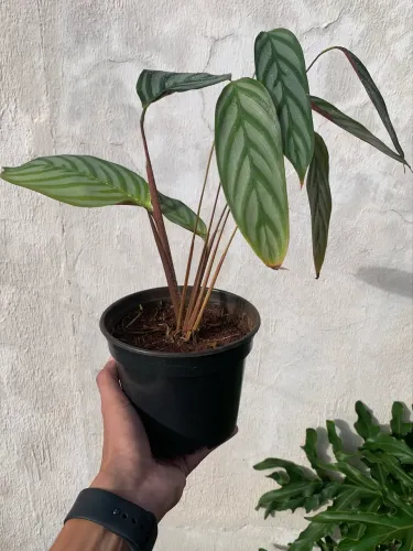 Planta Marata-Cinza