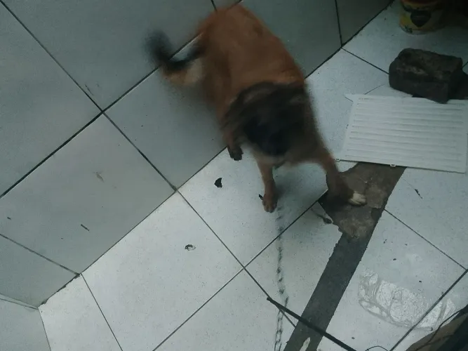 Cachorro de raça