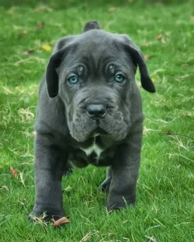 Cane Corso Otimo Cão De Guarda