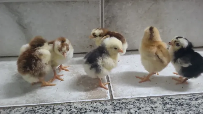 Gsb, galinha balao sertaneja