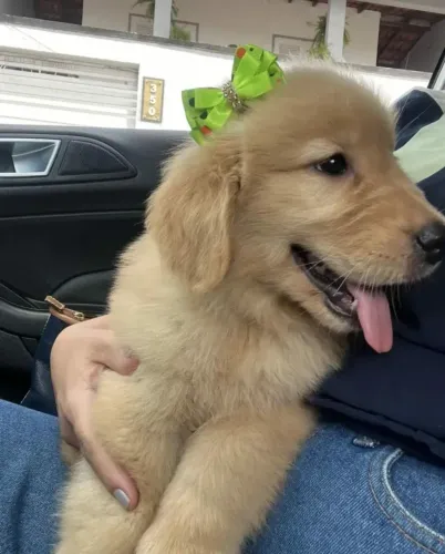 Golden Retriever fêmea