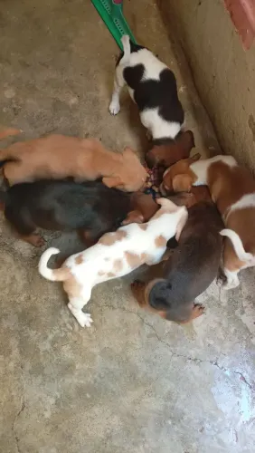 Doação Responsável. Fox Paulistinha com Pincher.