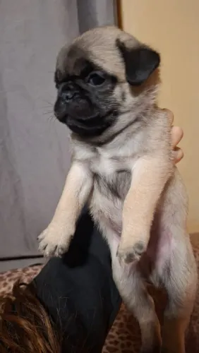 Pug Macho