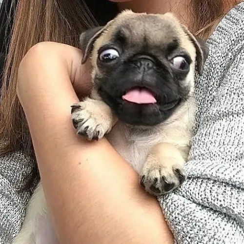 Pug - Um Pet que Combina Forca, Delicadeza e Simpatia