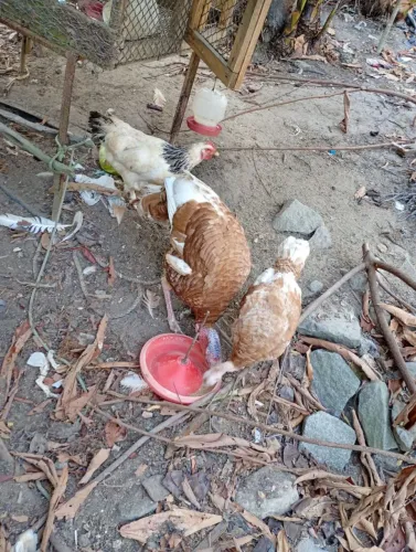 Perú 