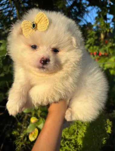 Spitz Fêmea Anã Disponível!! Uma Bela Menina.