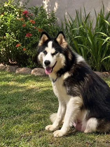 Husky Siberiano 