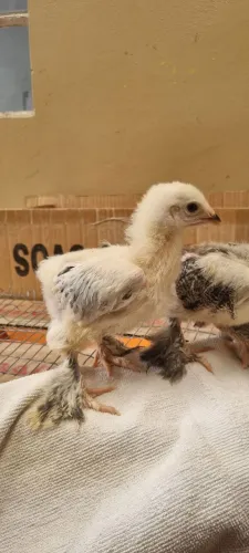 Pintinhos de brahma 21 dias