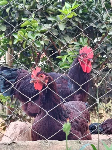 Frangos Rhode Island Red - linhagem pura, padrão americano.