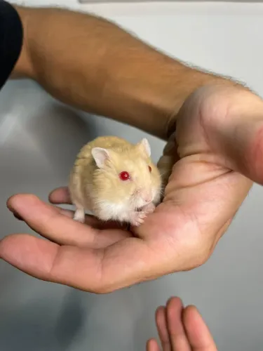 Hamster anão russo dourado!