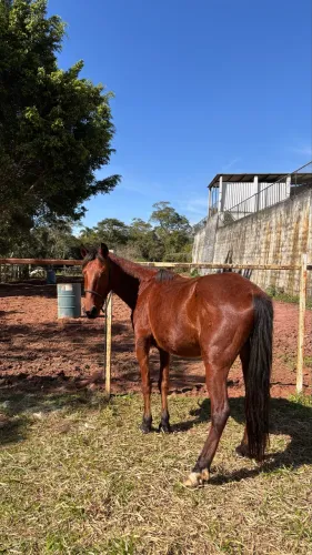 Cavalo manso mangalarga 