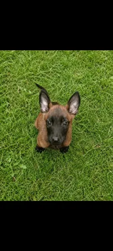 Pastor Malinois 